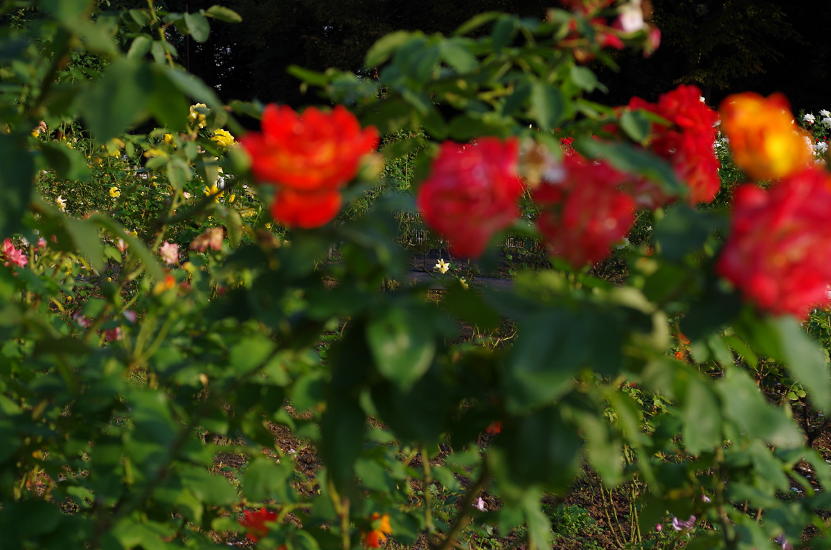 f:id:com:20151020151621j:image