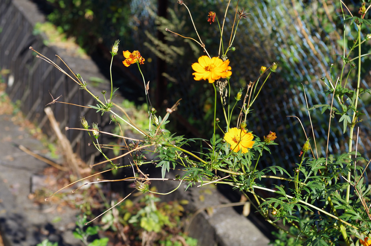 f:id:com:20151104140505j:image