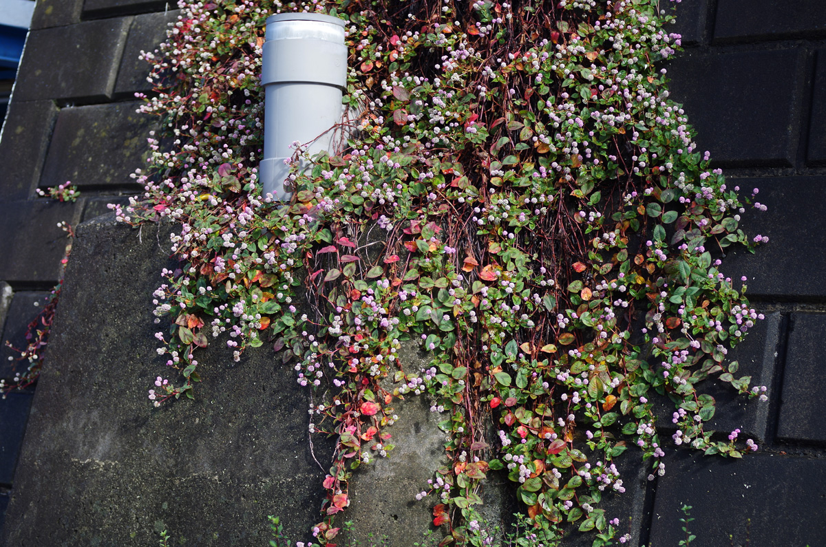 f:id:com:20151115123730j:image