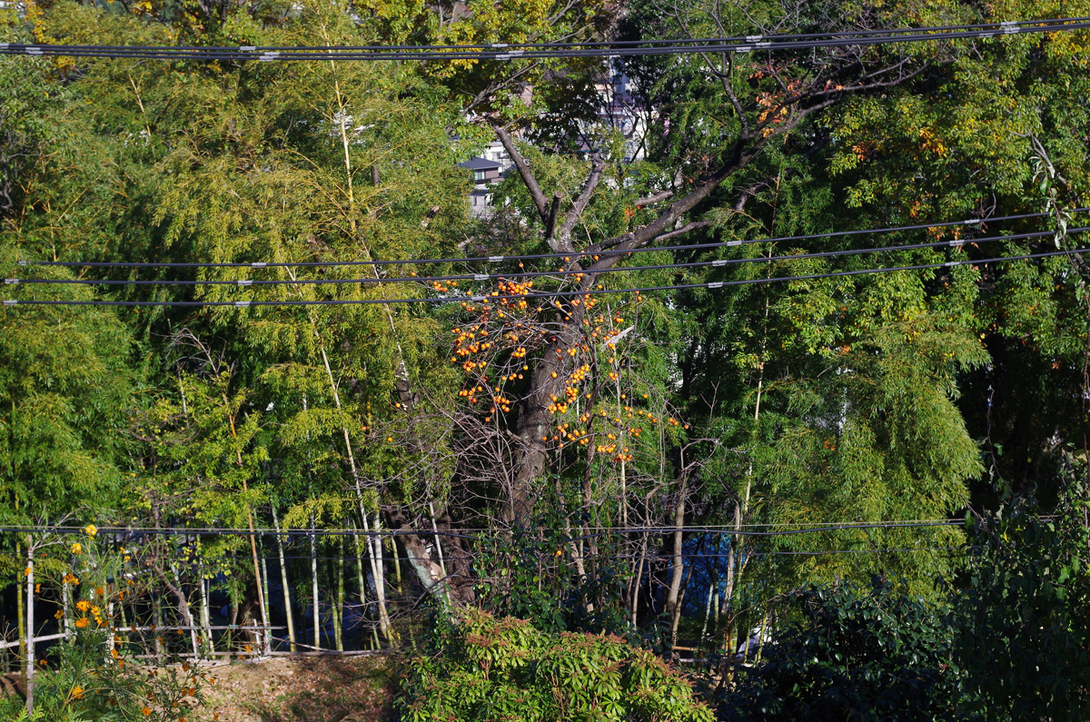 f:id:com:20151128131728j:image