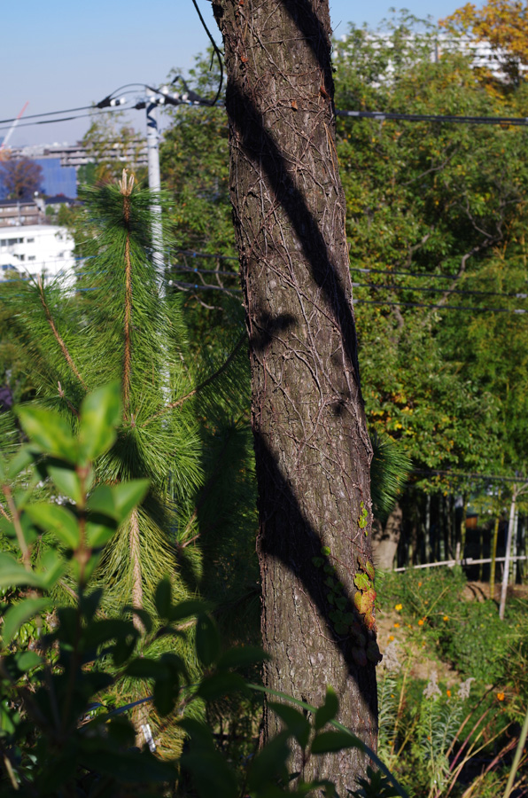 f:id:com:20151128132014j:image