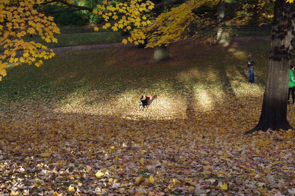 f:id:com:20181109213321j:image