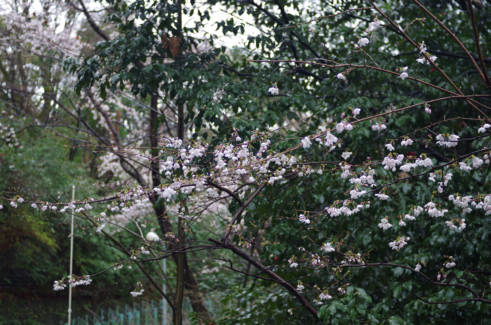 f:id:com:20210321111734j:image