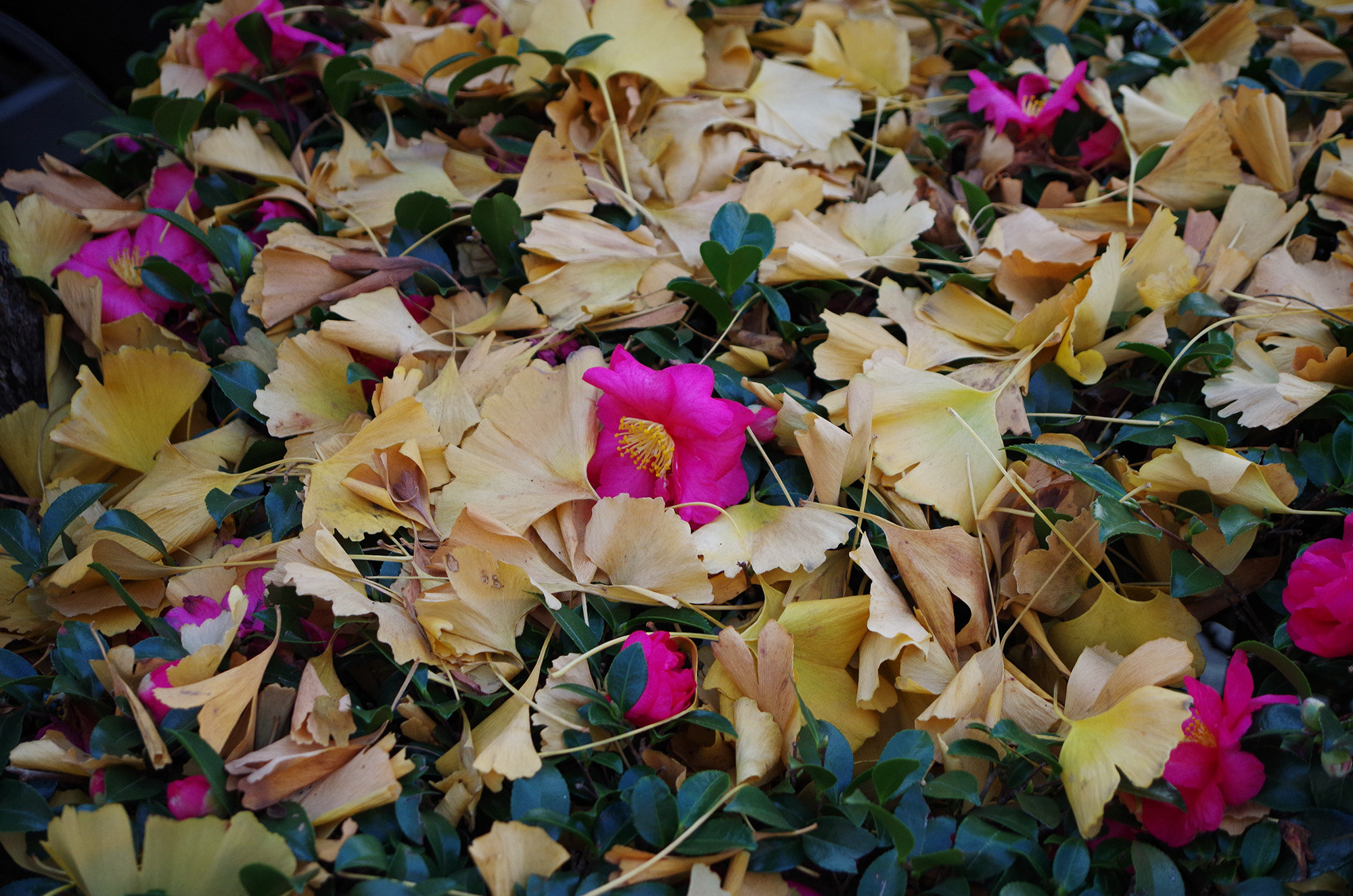 f:id:com:20211216162620j:image