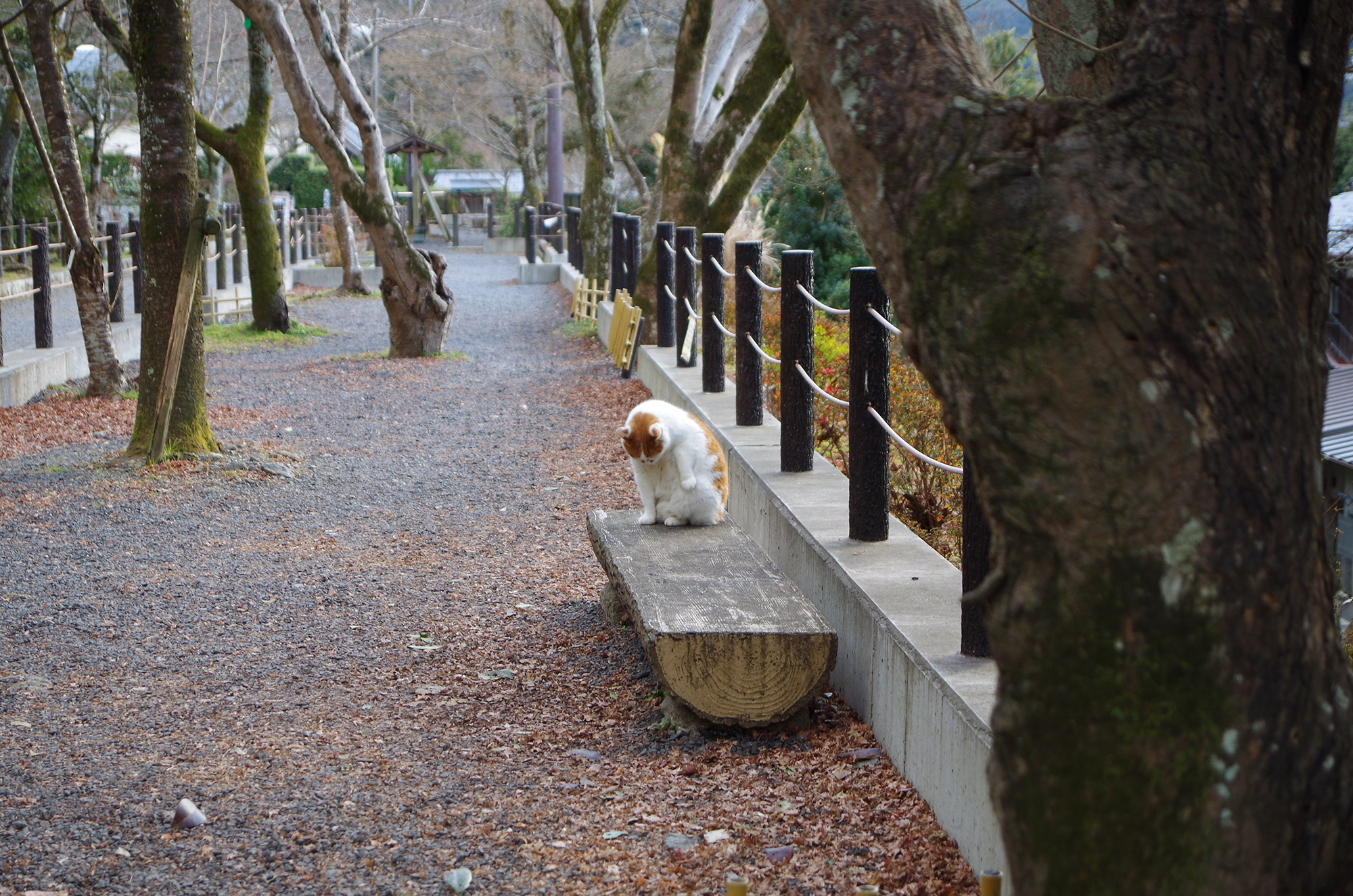 f:id:com:20220118152644j:image
