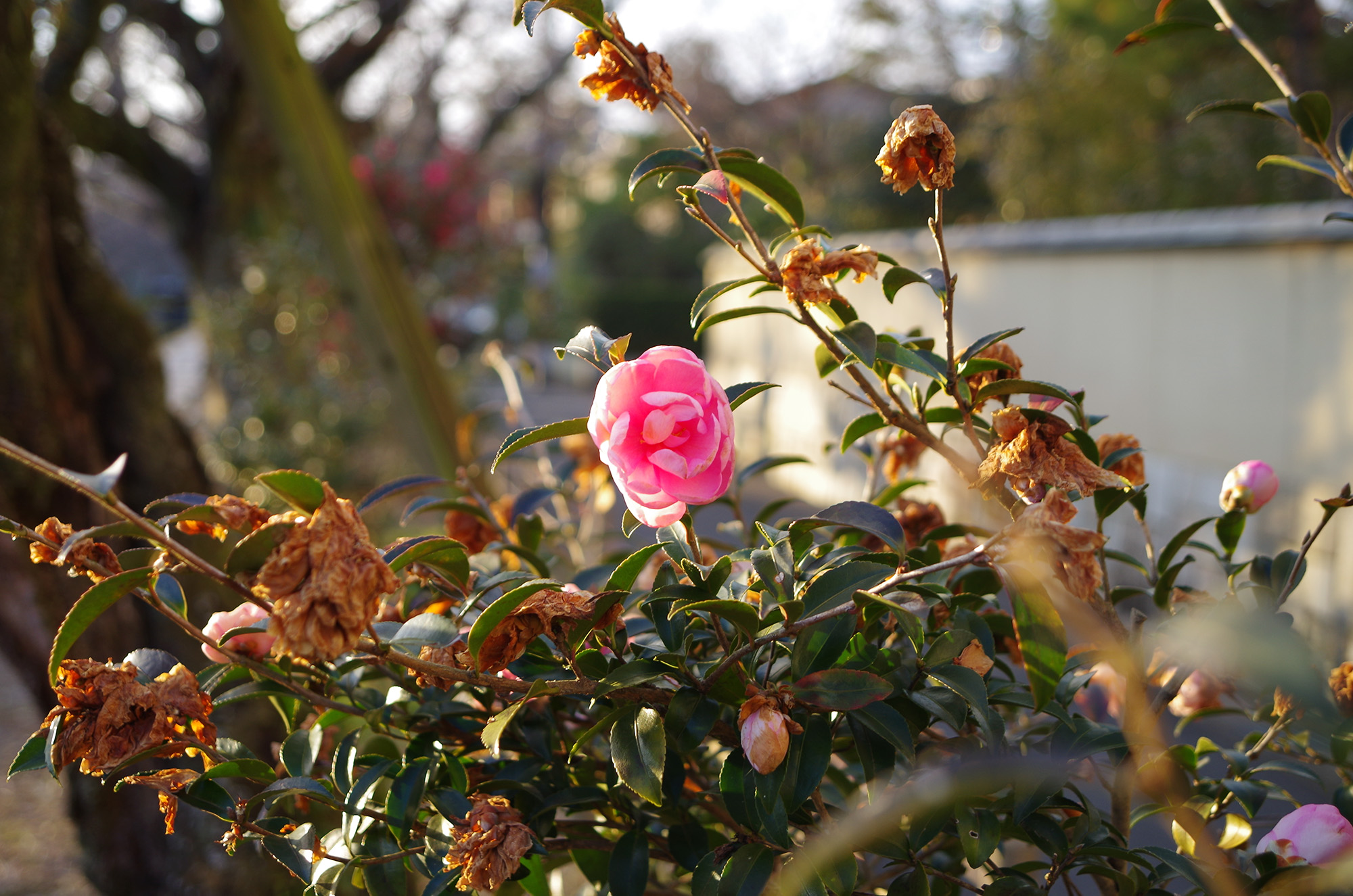 f:id:com:20220118163350j:image