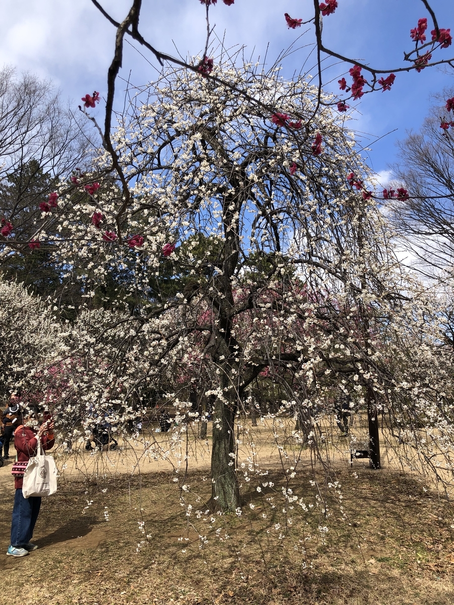 f:id:comaron:20220308073406j:plain