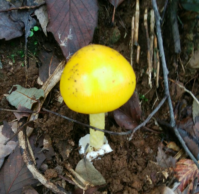 f:id:comeliness:20180911222449j:image f:id:comeliness:20180911222449j:image