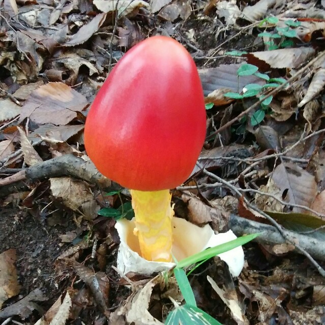 f:id:comeliness:20180911222811j:image f:id:comeliness:20180911222811j:image