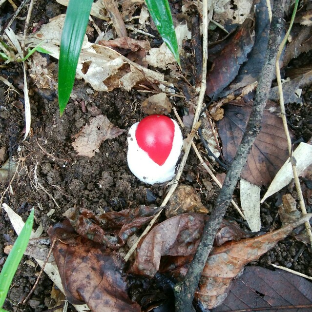 f:id:comeliness:20180911223238j:image f:id:comeliness:20180911223238j:image