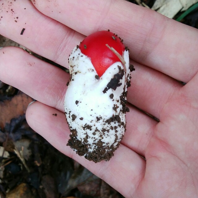 f:id:comeliness:20180911223312j:image f:id:comeliness:20180911223312j:image