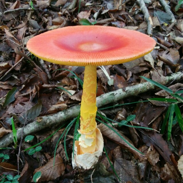 f:id:comeliness:20180911223550j:image f:id:comeliness:20180911223550j:image