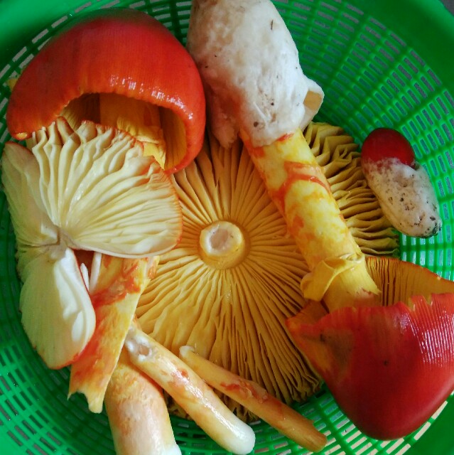 f:id:comeliness:20180911223658j:image f:id:comeliness:20180911223658j:image