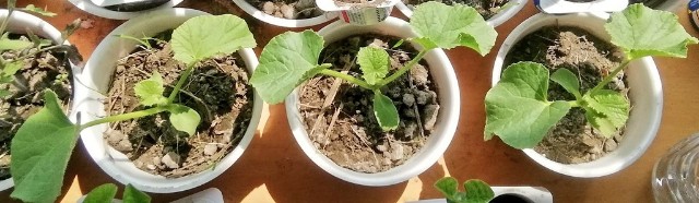 f:id:comeliness:20200409135703j:image