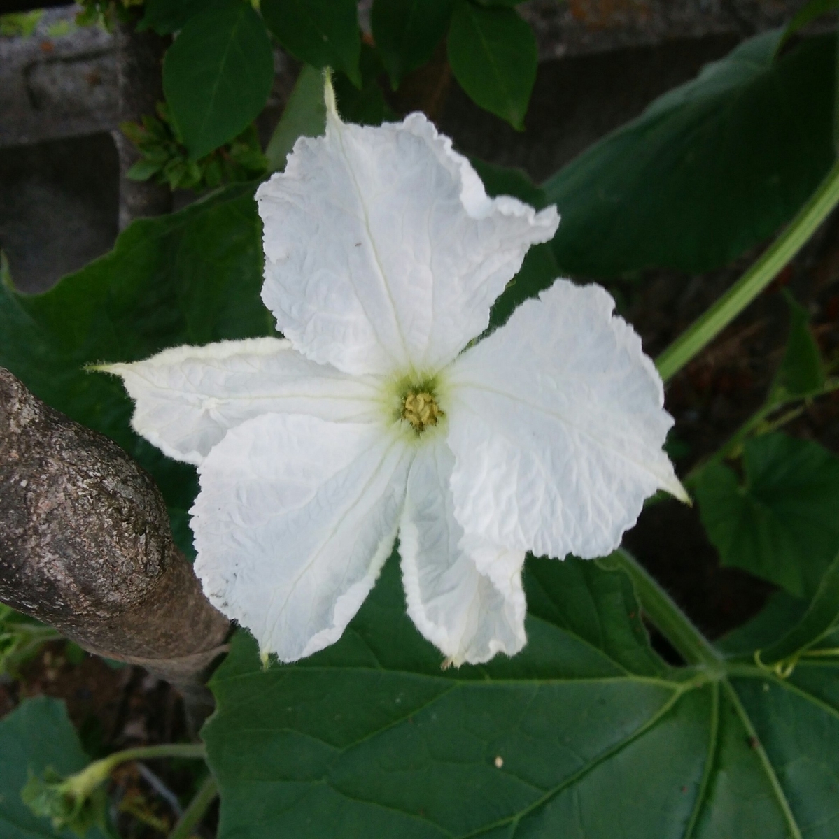 夕顔の開花 メロン着果 ブログ