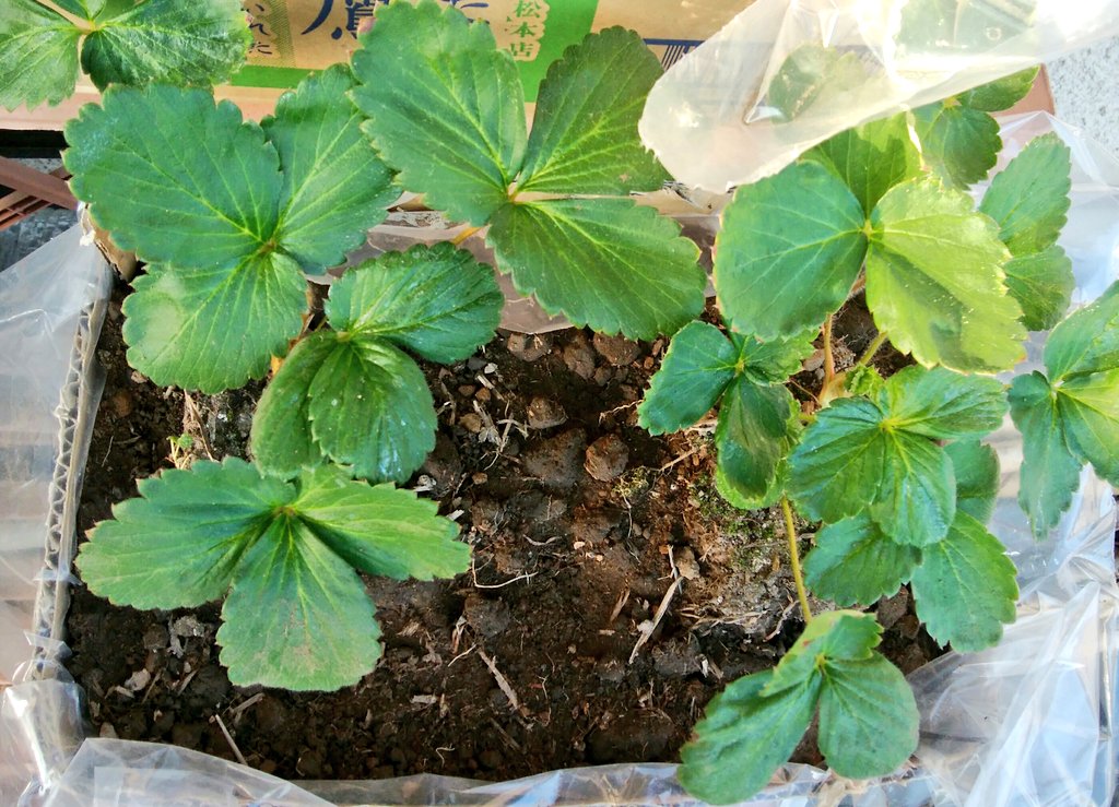 f:id:comeliness:20201002154201j:plain