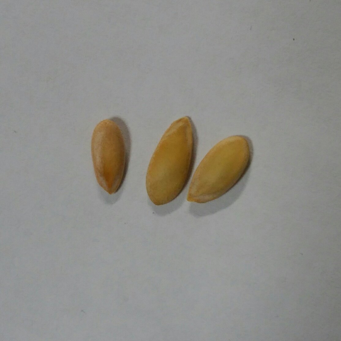 f:id:comeliness:20210301224630j:plain