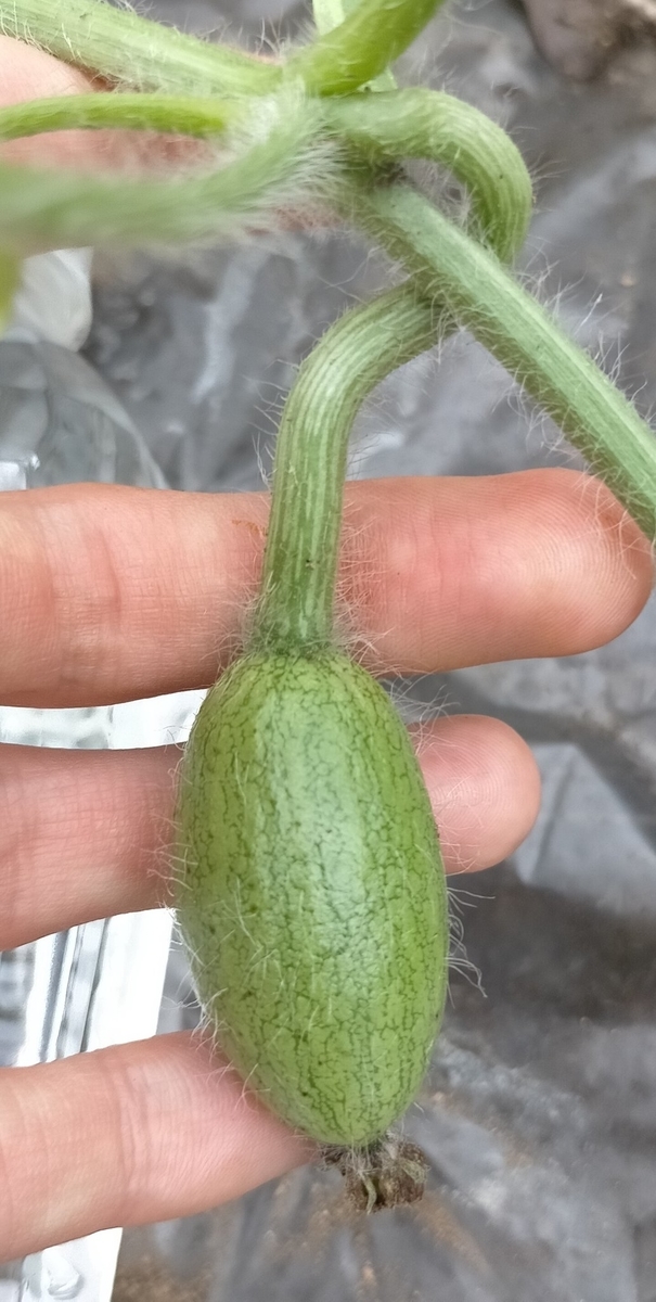 f:id:comeliness:20210605203555j:plain