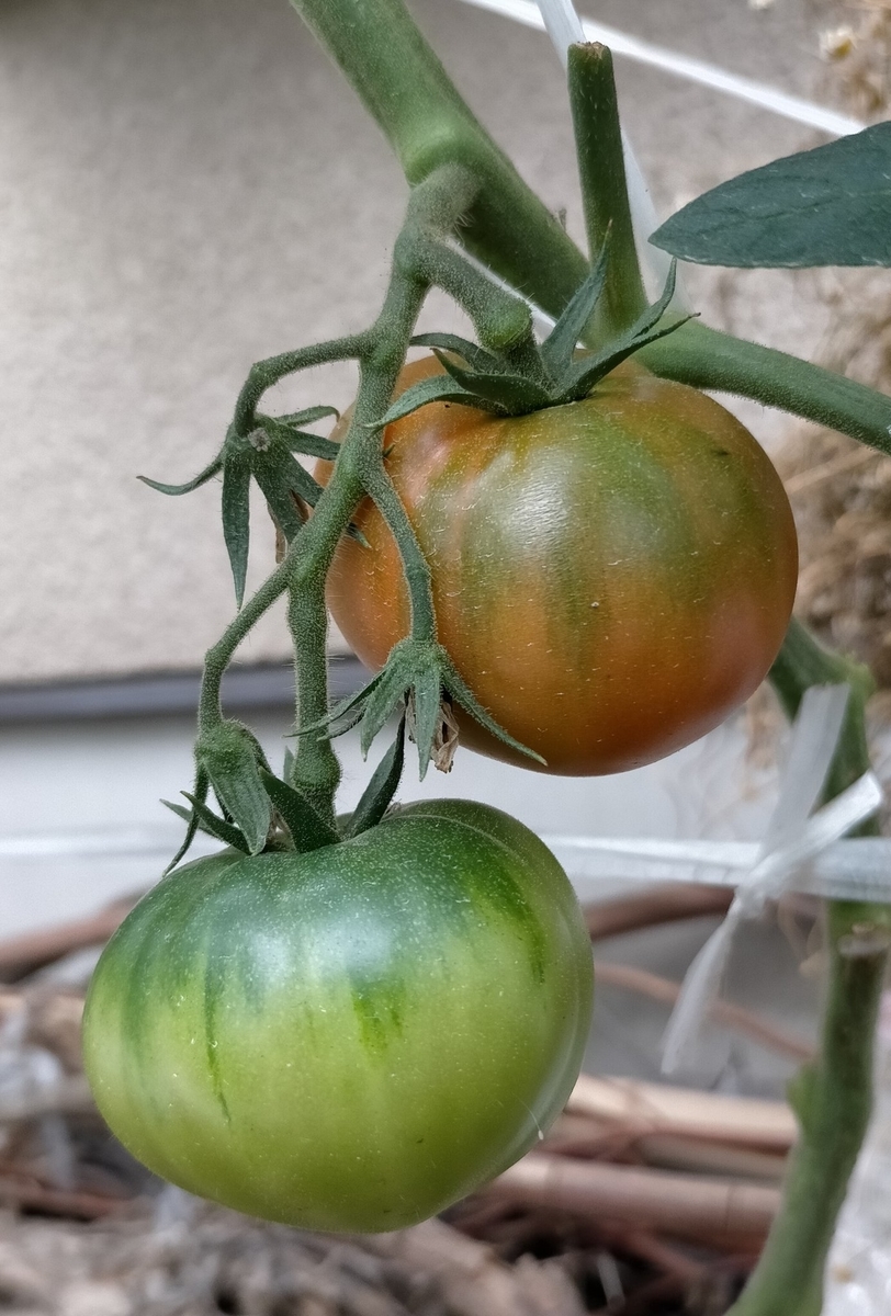 f:id:comeliness:20210605203604j:plain