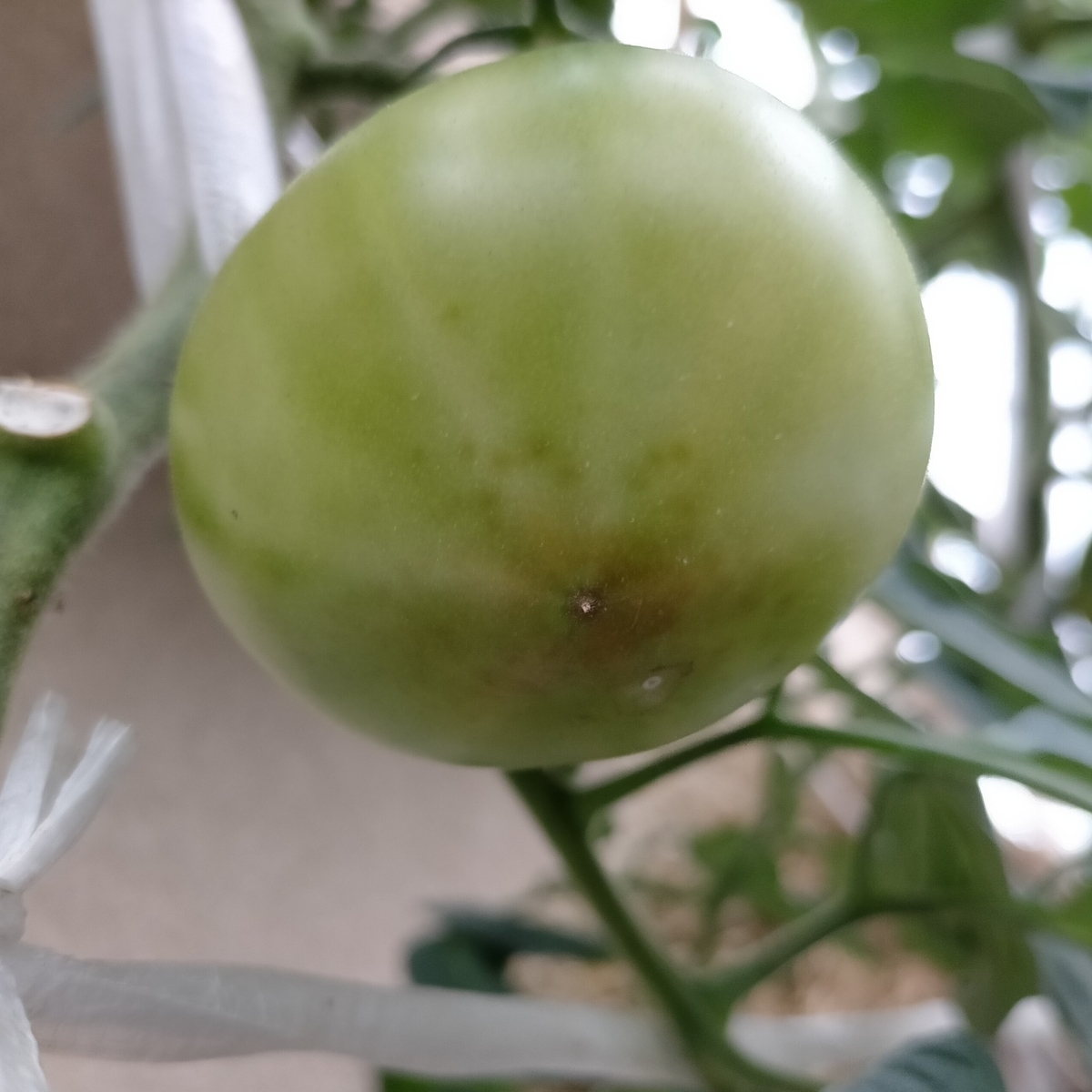 f:id:comeliness:20210605203609j:plain