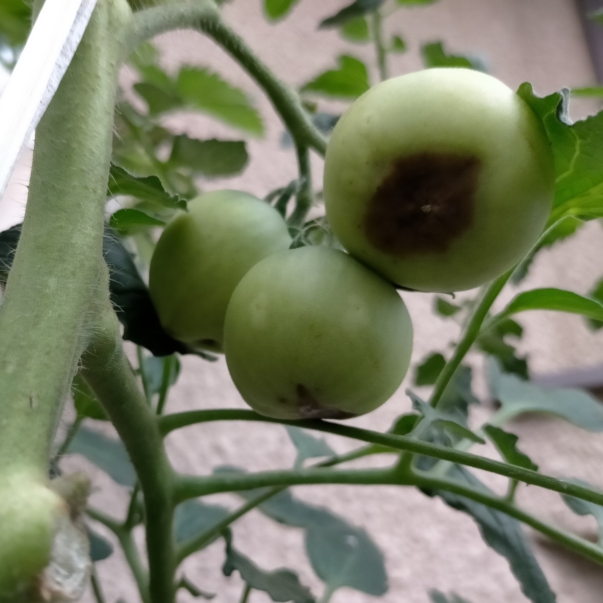 f:id:comeliness:20210605203615j:plain