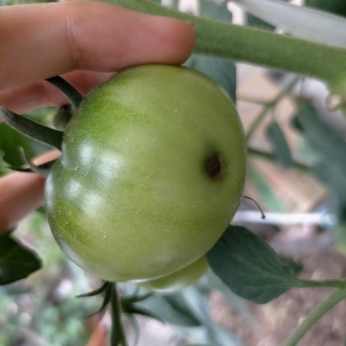 f:id:comeliness:20210605203620j:plain