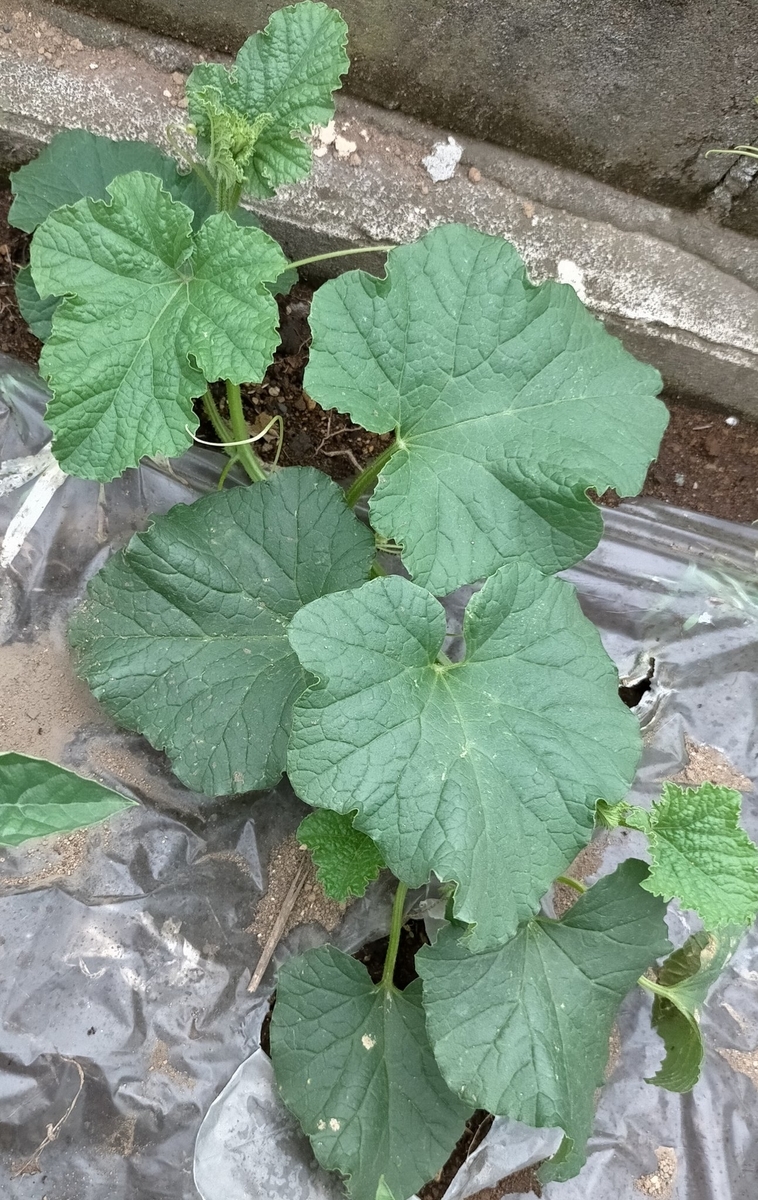 f:id:comeliness:20210605203632j:plain