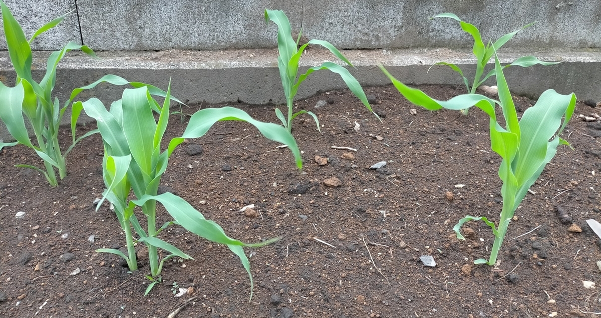 f:id:comeliness:20210605203644j:plain