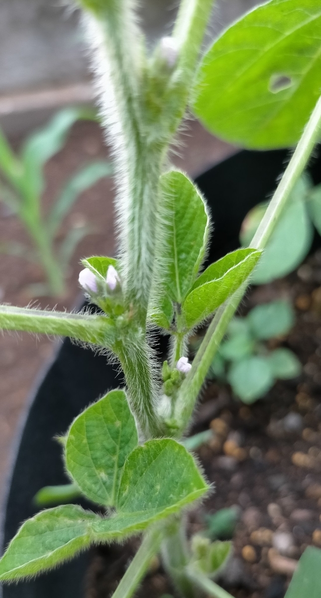 f:id:comeliness:20210605203647j:plain