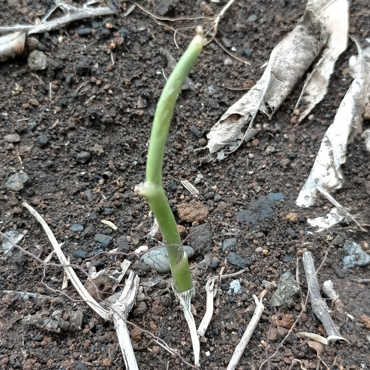 f:id:comeliness:20210605203655j:plain