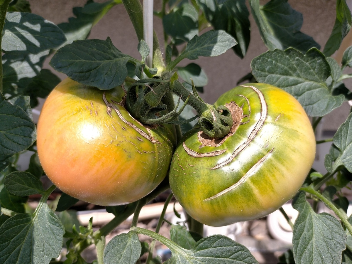 f:id:comeliness:20210711153200j:plain