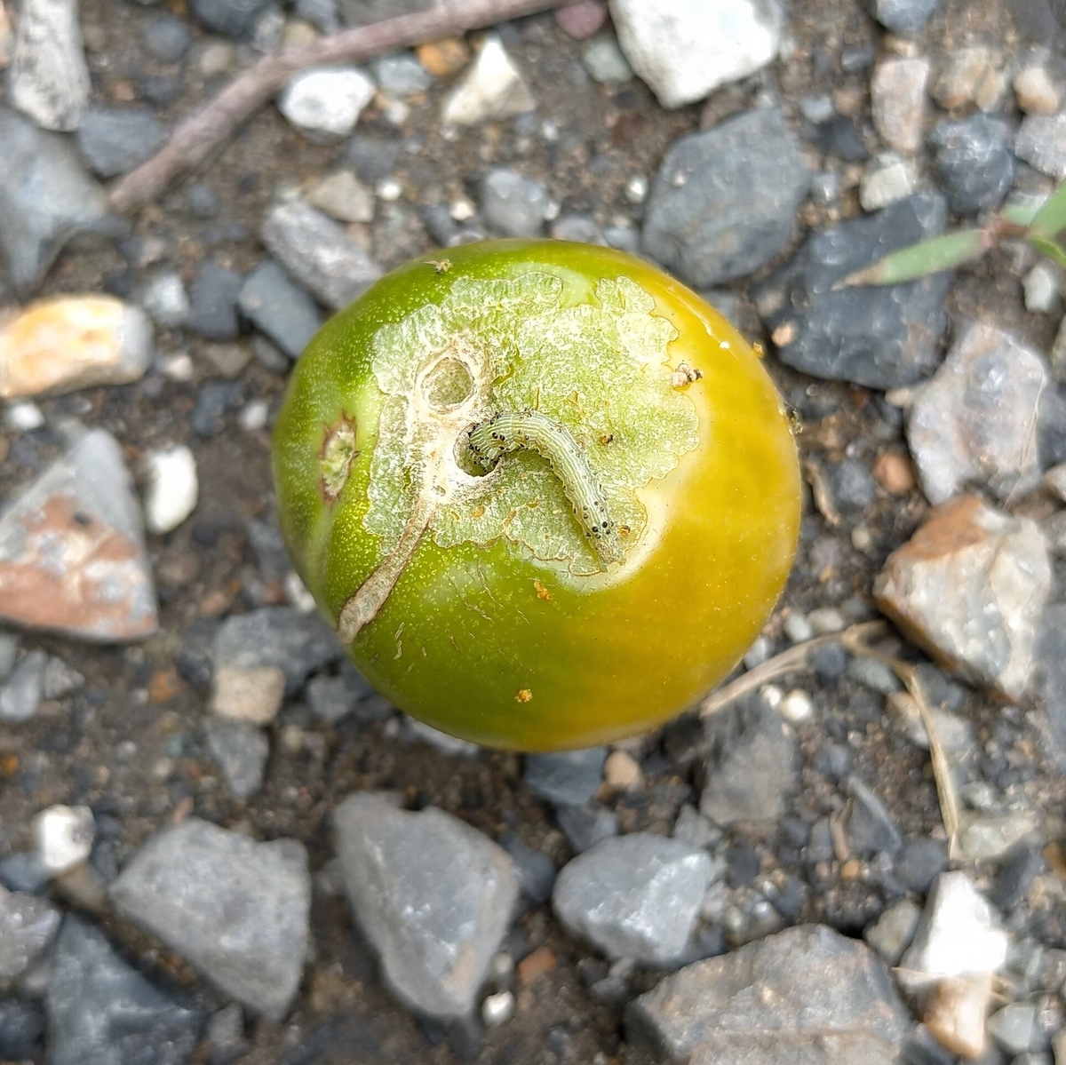 f:id:comeliness:20210711153204j:plain