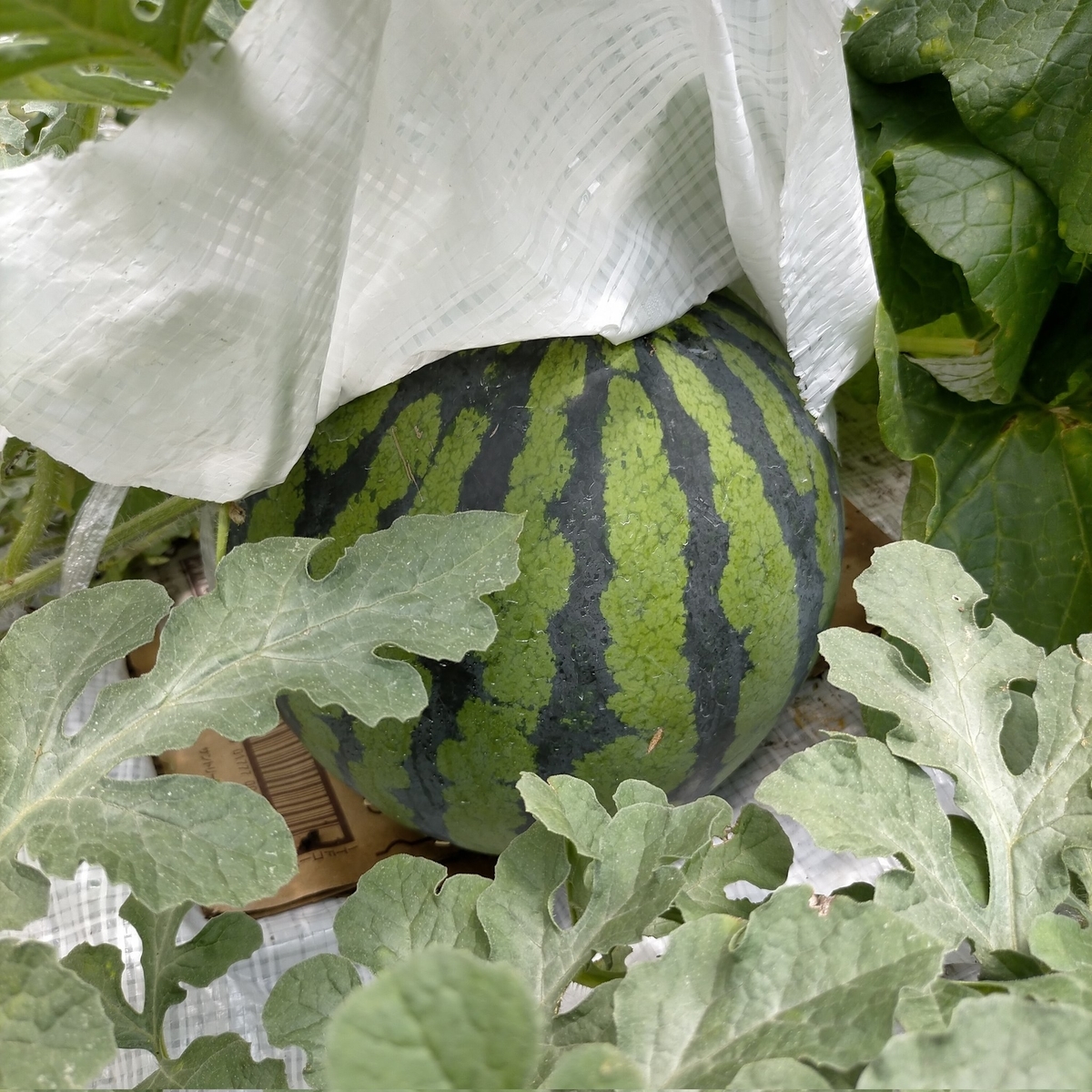 f:id:comeliness:20210711153221j:plain