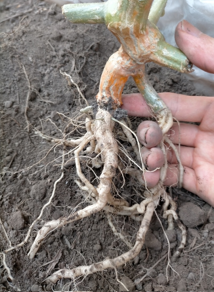 f:id:comeliness:20210807202223j:plain