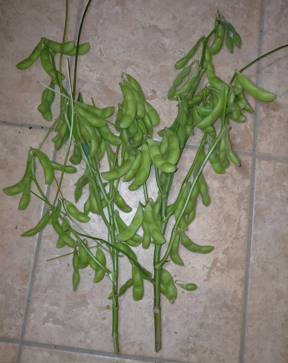 f:id:comeliness:20211017125552j:plain