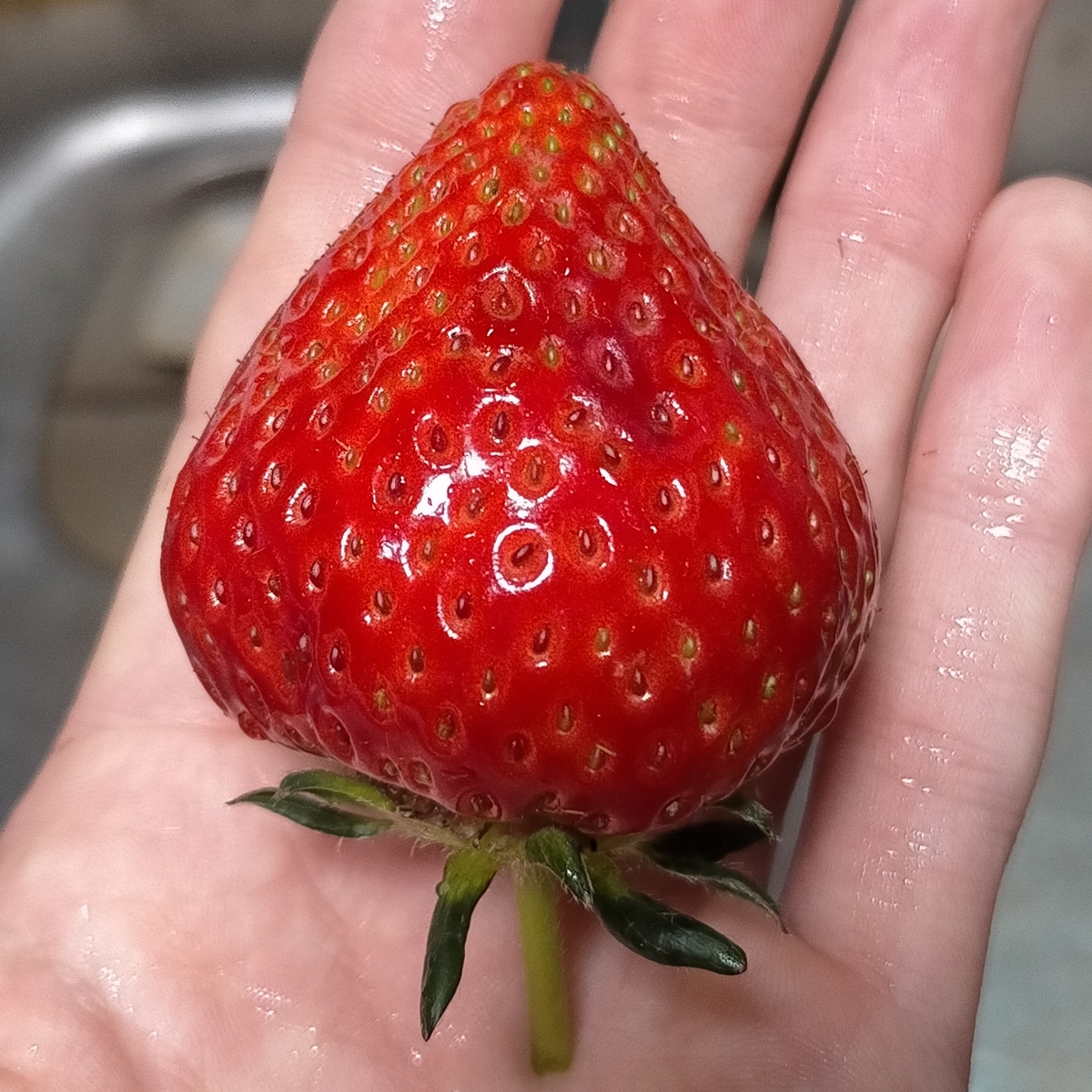 イチゴそろそろ終わり - ブログ