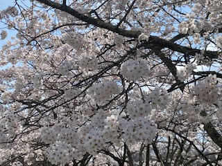 f:id:comeonvega:20220414064729j:plain