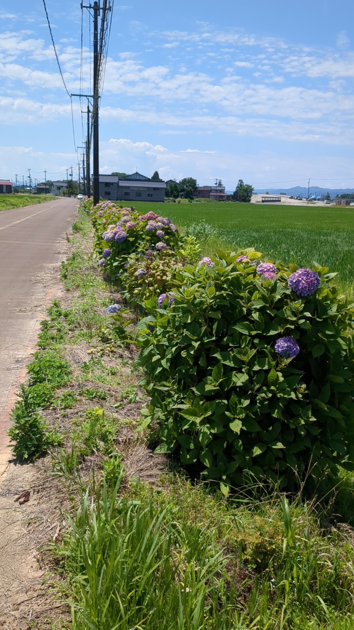 f:id:comet-san:20260701115608j:image