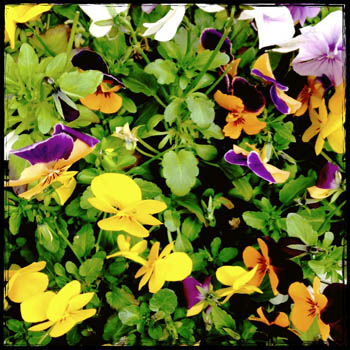 花 パンジー2　2014年7月5日