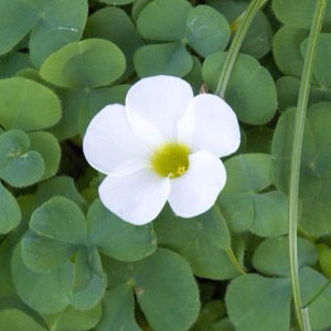 花 クローバー1　2014年7月17日