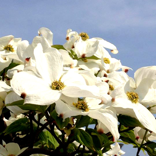 写真　花と空　2014年4月26日