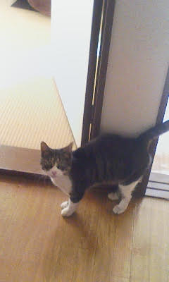 f:id:comicdays_team:20170920013451j:plain