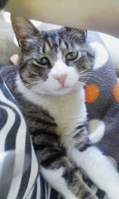 f:id:comicdays_team:20180308112817j:plain f:id:comicdays_team:20180308112817j:plain