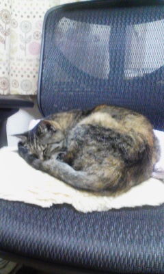 f:id:comicdays_team:20180509225646j:plain