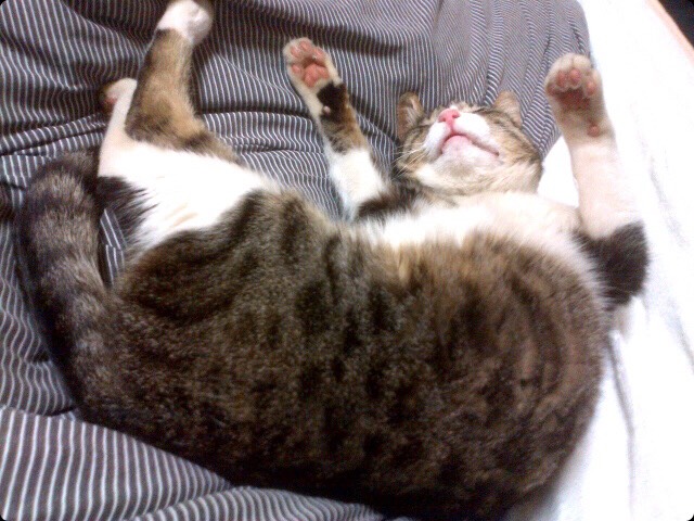 f:id:comicdays_team:20180607151427j:plain