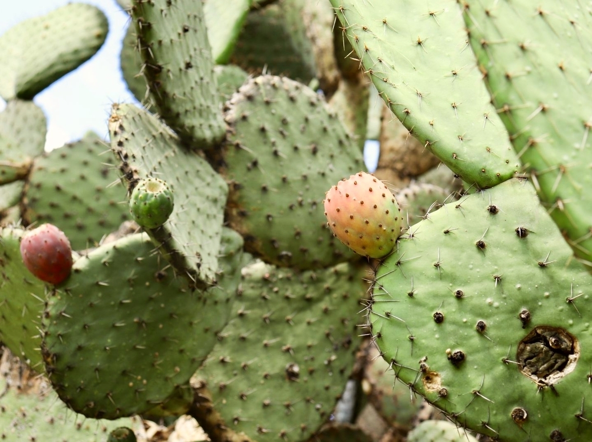 ネバネバを食べねば！サボテン「ノパル」 - メキシコの食べ物いろいろ