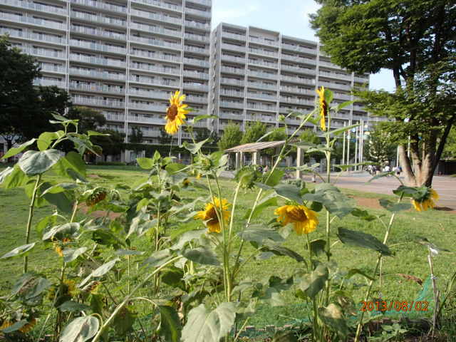 イメージ 1