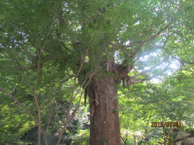 イメージ 12