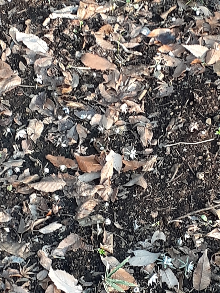 f:id:commodore:20200215122311j:plain