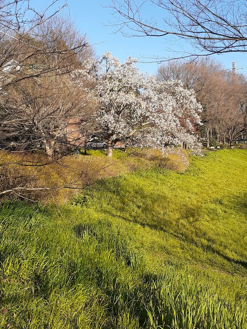 f:id:commodore:20200318213822j:plain